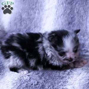 Maverick, Pomeranian Puppy