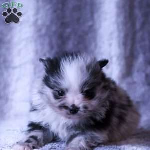 Maverick, Pomeranian Puppy