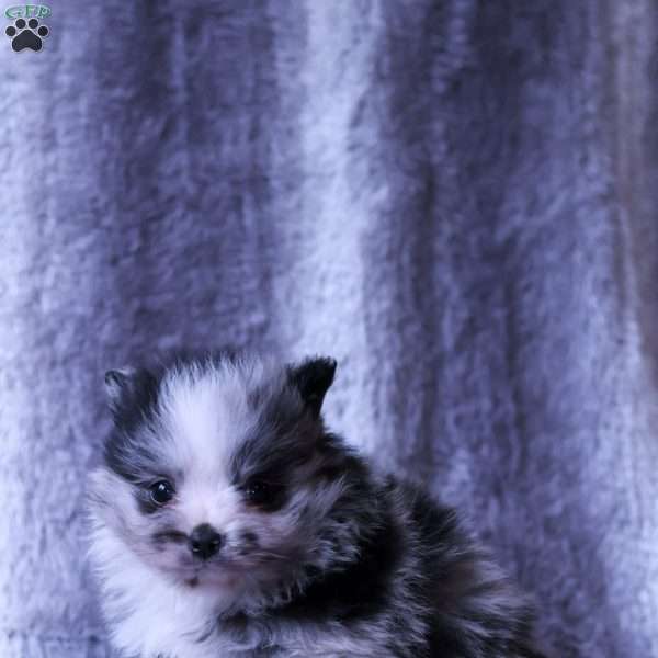 Maverick, Pomeranian Puppy