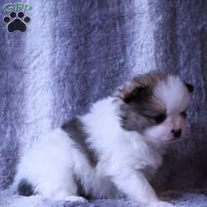 Marlow, Pomeranian Puppy