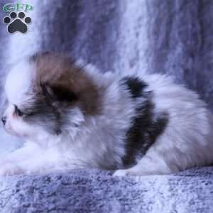 Marlow, Pomeranian Puppy