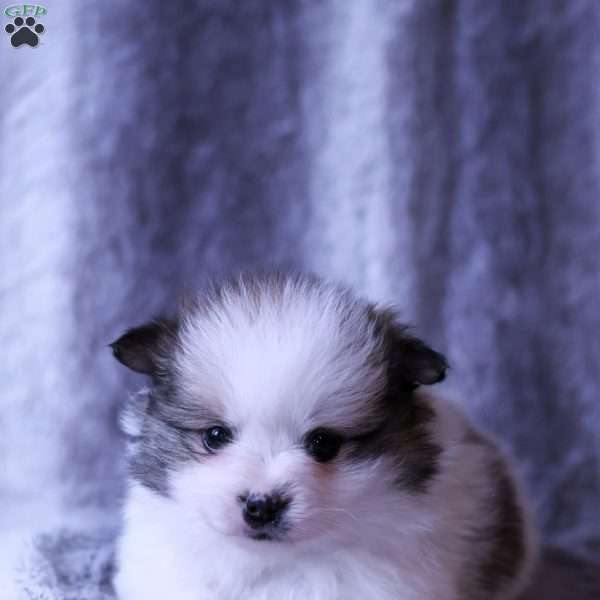 Marlow, Pomeranian Puppy