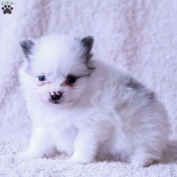 Liam, Pomeranian Puppy