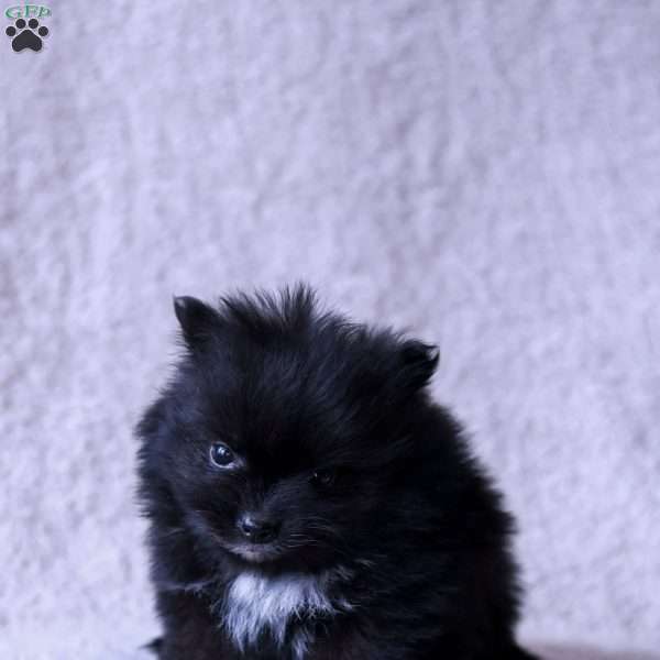 Leno, Pomeranian Puppy