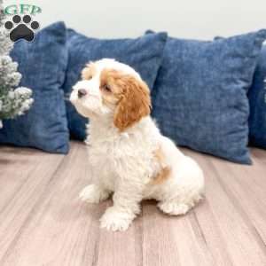 Ruger, Cockapoo Puppy