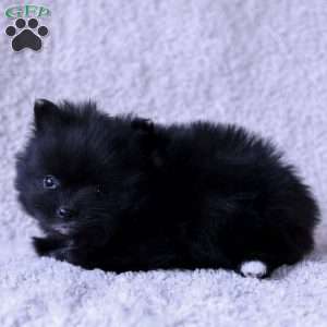 Leno, Pomeranian Puppy