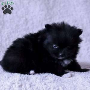 Leno, Pomeranian Puppy
