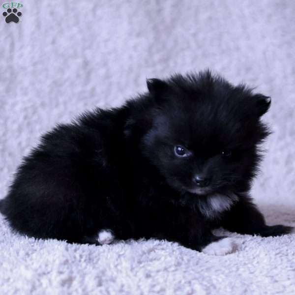 Leno, Pomeranian Puppy