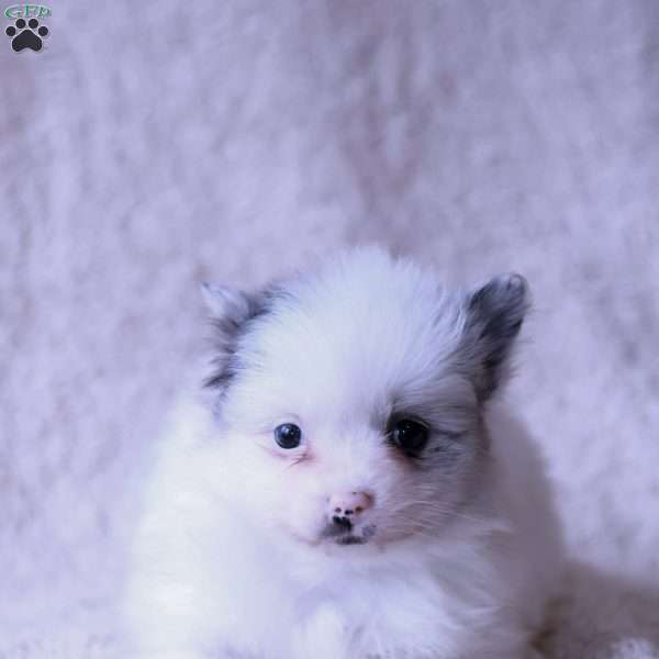Lizzy, Pomeranian Puppy
