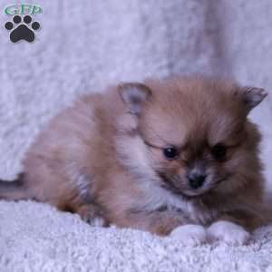 Lexi, Pomeranian Puppy