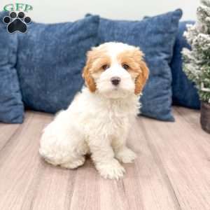 Ruger, Cockapoo Puppy