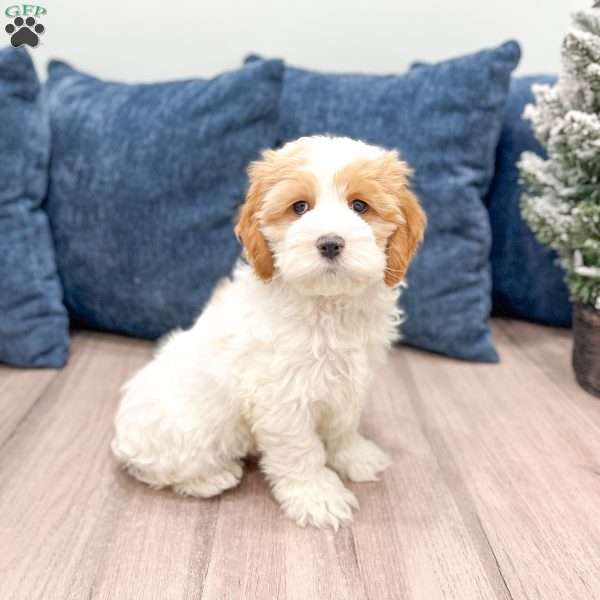 Ruger, Cockapoo Puppy