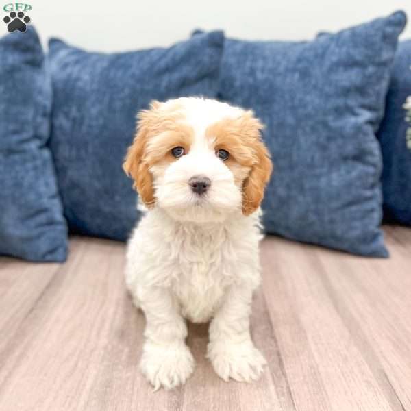 Ruger, Cockapoo Puppy