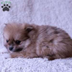 Lexi, Pomeranian Puppy
