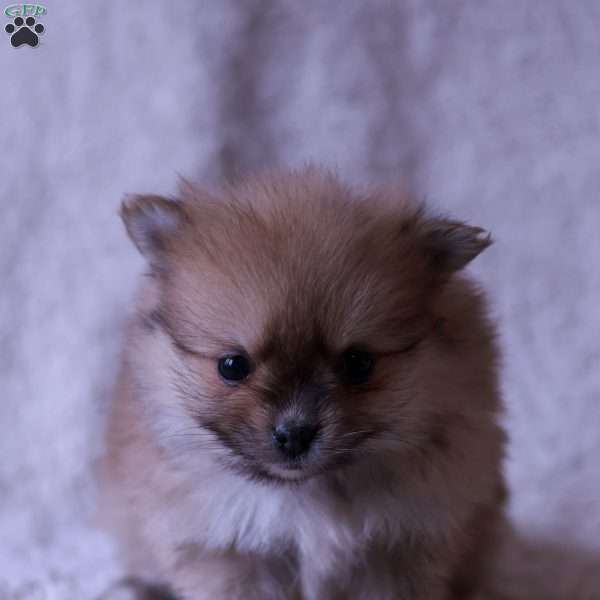 Lexi, Pomeranian Puppy