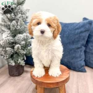 Ruger, Cockapoo Puppy