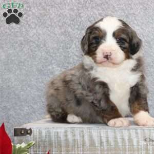 Kenji, Mini Bernedoodle Puppy