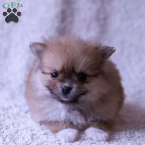 Lexi, Pomeranian Puppy