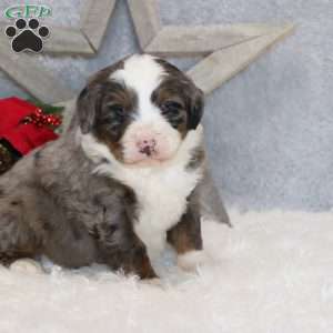 Kenji, Mini Bernedoodle Puppy