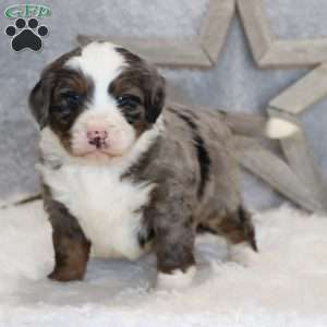 Kenji, Mini Bernedoodle Puppy