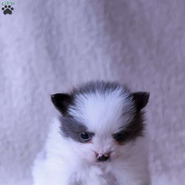 Lacy, Pomeranian Puppy