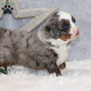 Kenji, Mini Bernedoodle Puppy