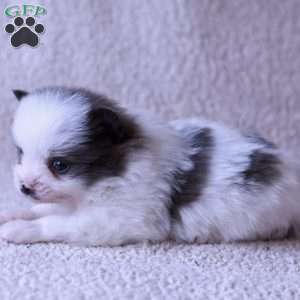 Lacy, Pomeranian Puppy