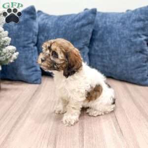 Elska, Cockapoo Puppy