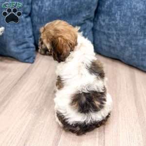 Elska, Cockapoo Puppy