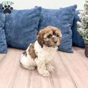 Elska, Cockapoo Puppy