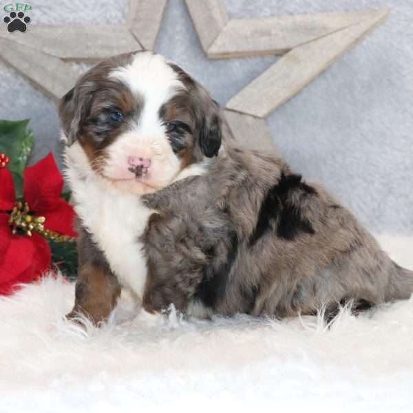 Kenji, Mini Bernedoodle Puppy