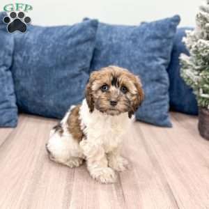 Elska, Cockapoo Puppy