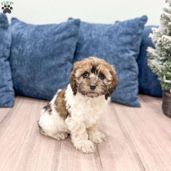Elska, Cockapoo Puppy