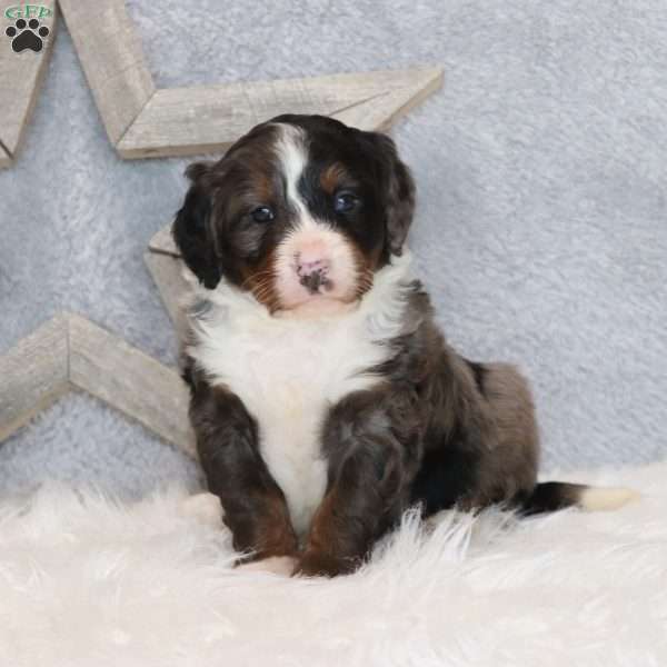 Brady, Mini Bernedoodle Puppy