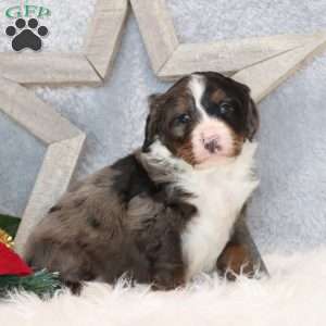 Brady, Mini Bernedoodle Puppy