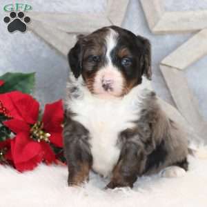 Brady, Mini Bernedoodle Puppy
