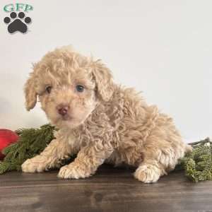 Dazzle, Toy Poodle Puppy
