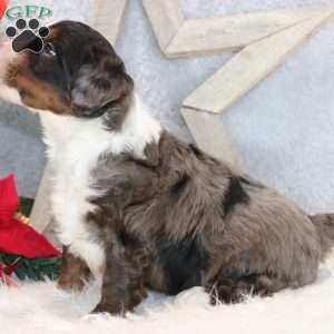 Brady, Mini Bernedoodle Puppy