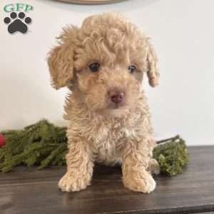 Dazzle, Toy Poodle Puppy