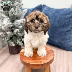 Elska, Cockapoo Puppy
