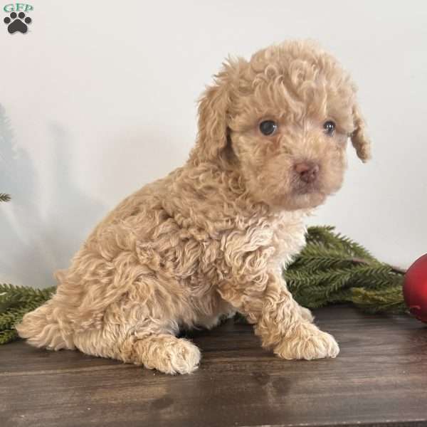 Dazzle, Toy Poodle Puppy