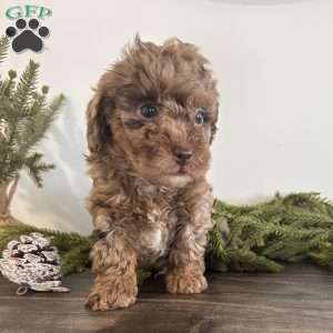 Jingle, Toy Poodle Puppy