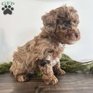 Jingle, Toy Poodle Puppy