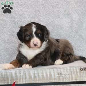 Brady, Mini Bernedoodle Puppy