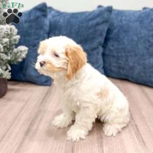 Paige, Cockapoo Puppy