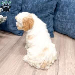 Paige, Cockapoo Puppy