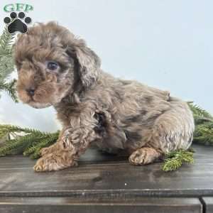 Jingle, Toy Poodle Puppy