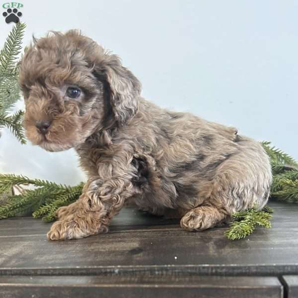 Jingle, Toy Poodle Puppy