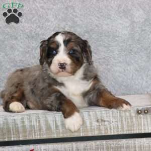 Banjo, Mini Bernedoodle Puppy
