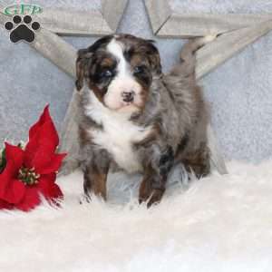 Banjo, Mini Bernedoodle Puppy